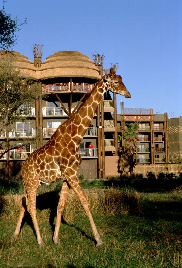Jambo! Welcome to Disney's Animal Kingdom Lodge | The Affordable Mouse